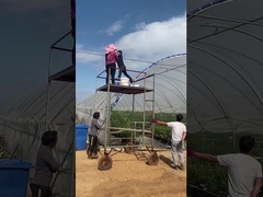 ব্লুবেরি গ্রিনহাউস
